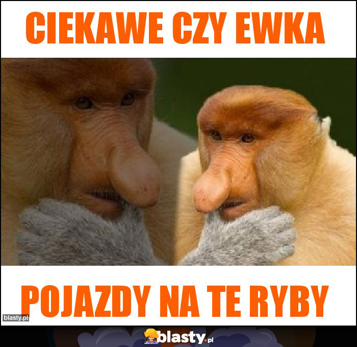 CIEKAWE CZY EWKA