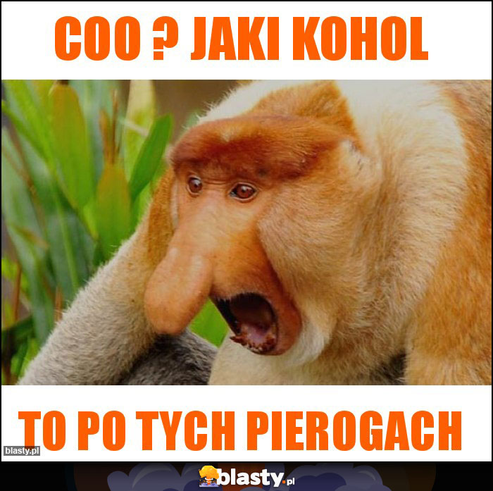 Coo ? Jaki kohol