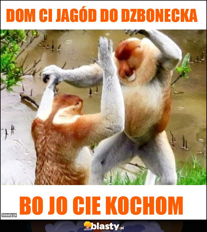 Dom Ci jagód do dzbonecka