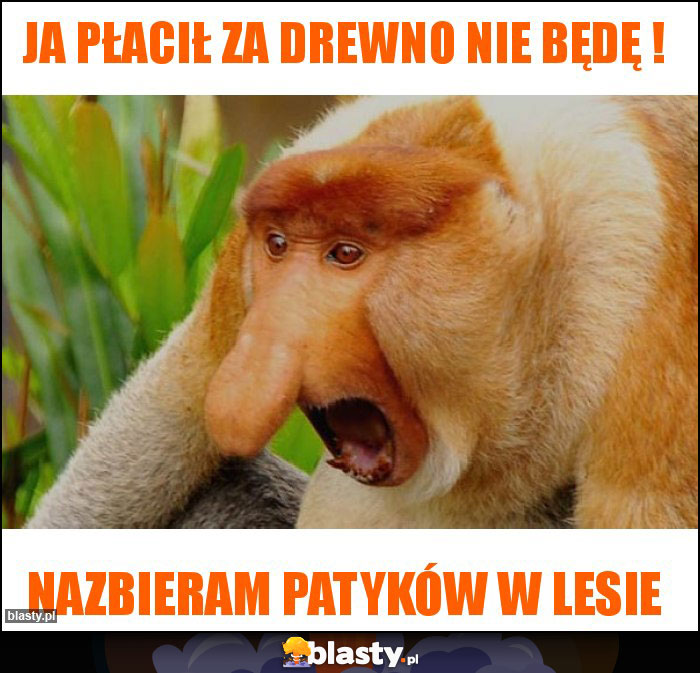 Ja płacił za drewno nie będę !