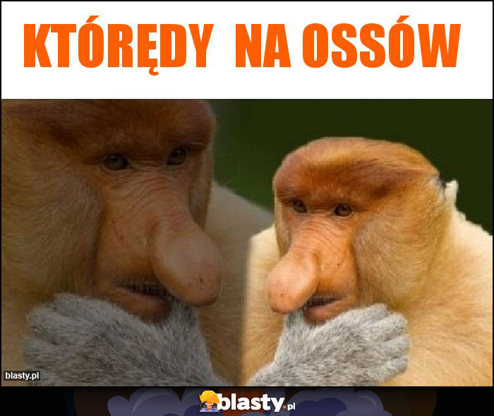 Którędy  na Ossów