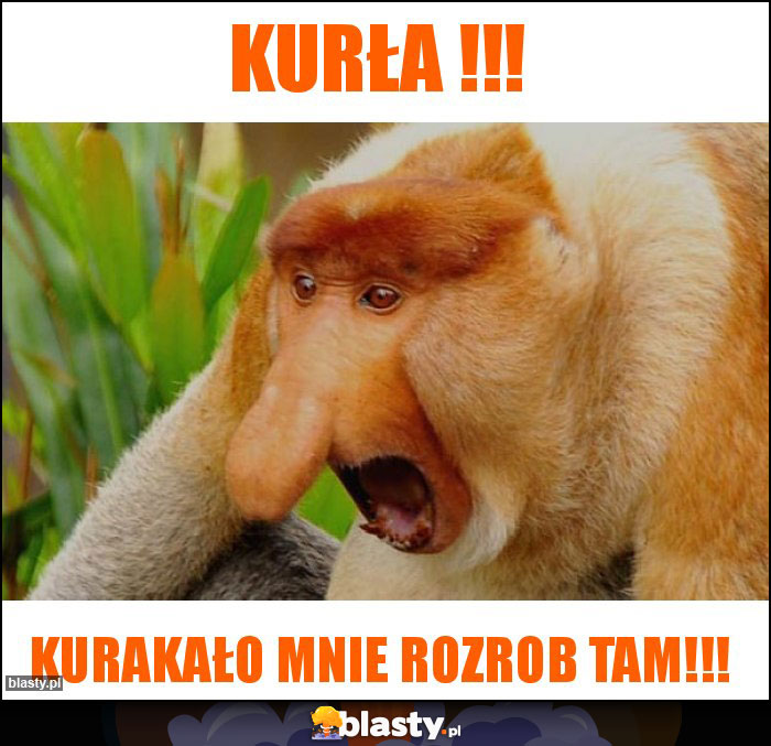 Kurła !!!