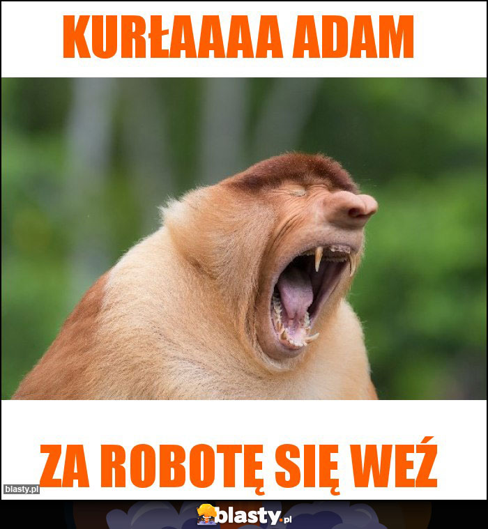 KURŁAAAA ADAM