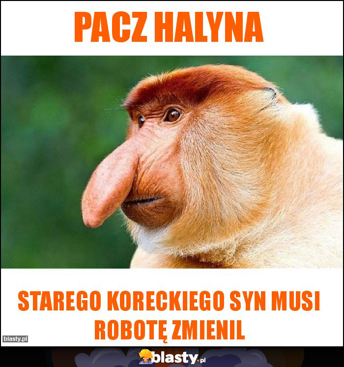 Pacz halyna