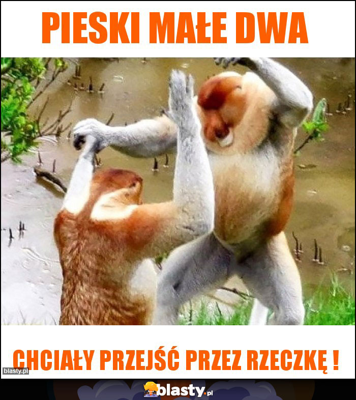 Pieski małe dwa