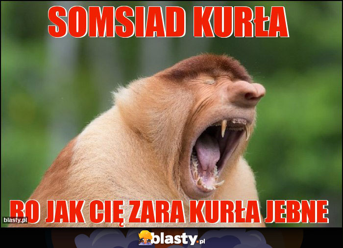 somsiad kurła