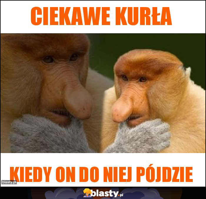 Ciekawe kurła