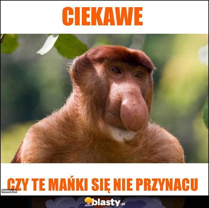 Ciekawe