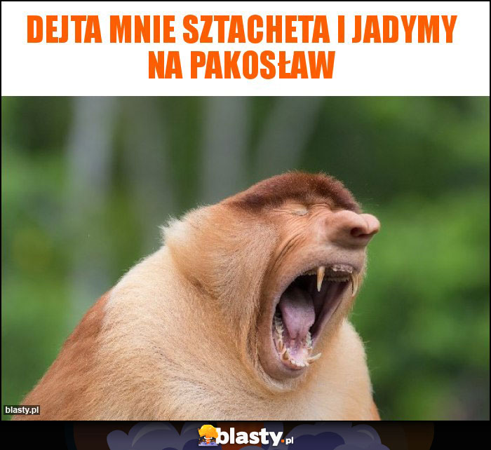 Dejta mnie sztacheta i jadymy na pakosław