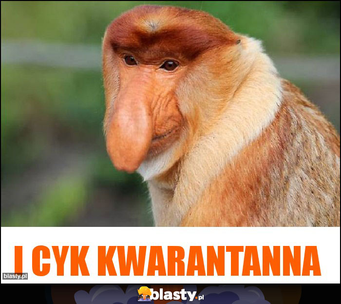 I cyk kwarantanna