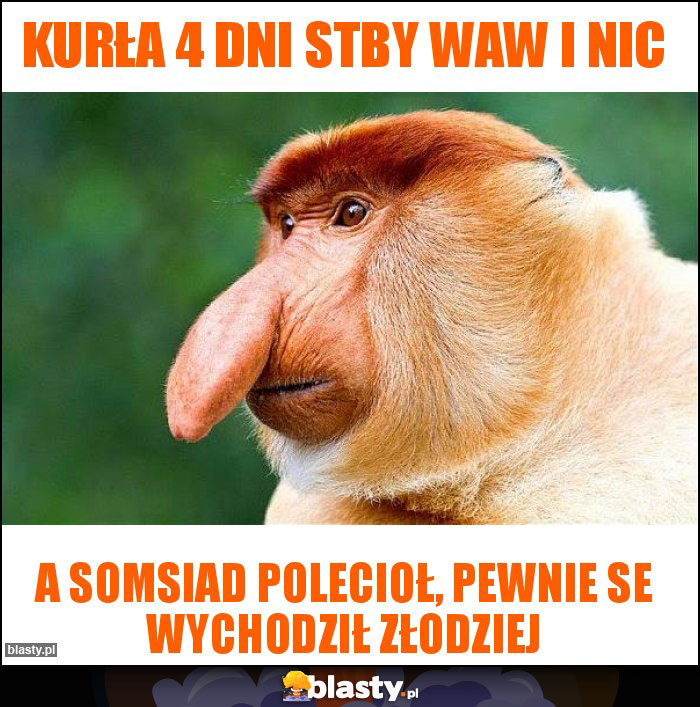 KURŁA 4 DNI STBY WAW I NIC