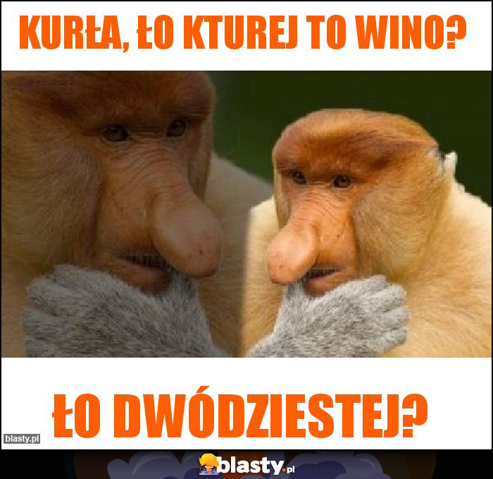 Kurła, ło kturej to wino?