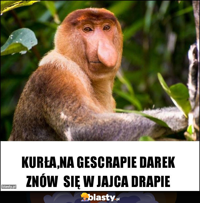 Kurła,na Gescrapie Darek znów  się w jajca drapie