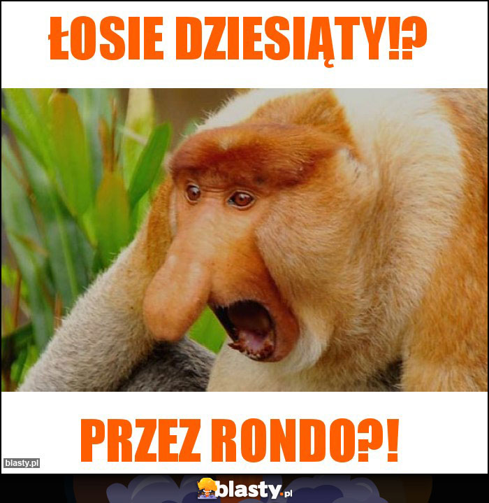 Łosie dziesiąty!?