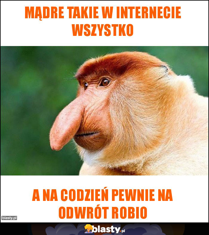 Mądre takie w internecie wszystko