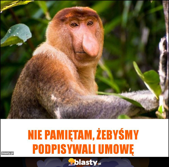 Nie pamiętam, żebyśmy podpisywali umowę