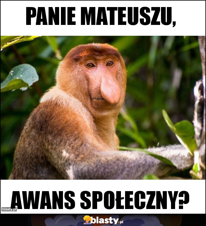 Panie Mateuszu,