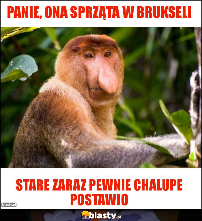 PANIE, ONA SPRZĄTA W BRUKSELI