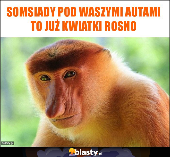 Somsiady pod waszymi autami to już kwiatki rosno