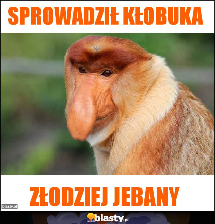 Sprowadził kłobuka