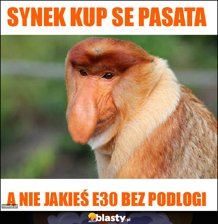 Synek kup se pasata