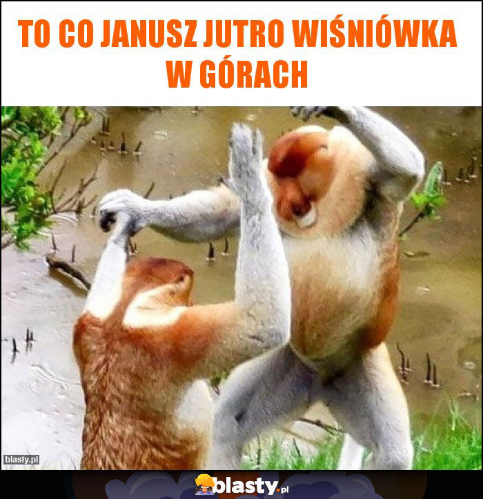 To co Janusz jutro wiśniówka w górach