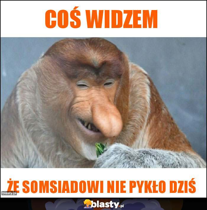 COŚ WIDZEM