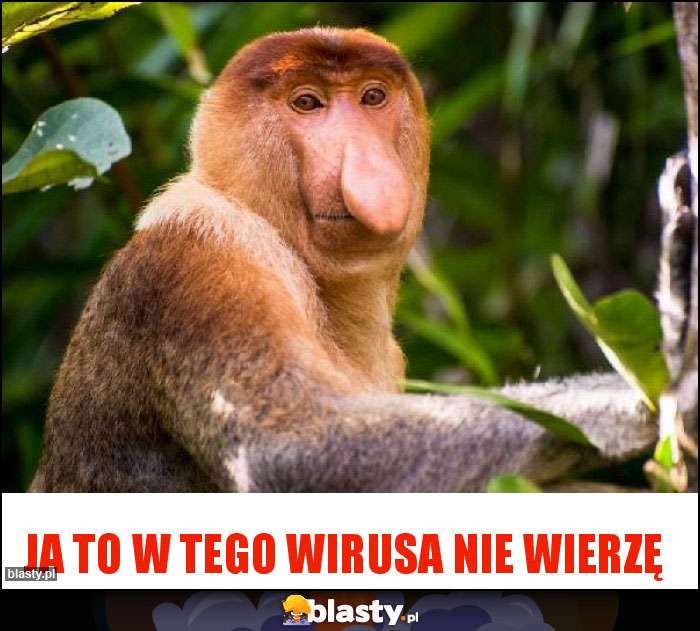 Ja to w tego wirusa nie wierzę