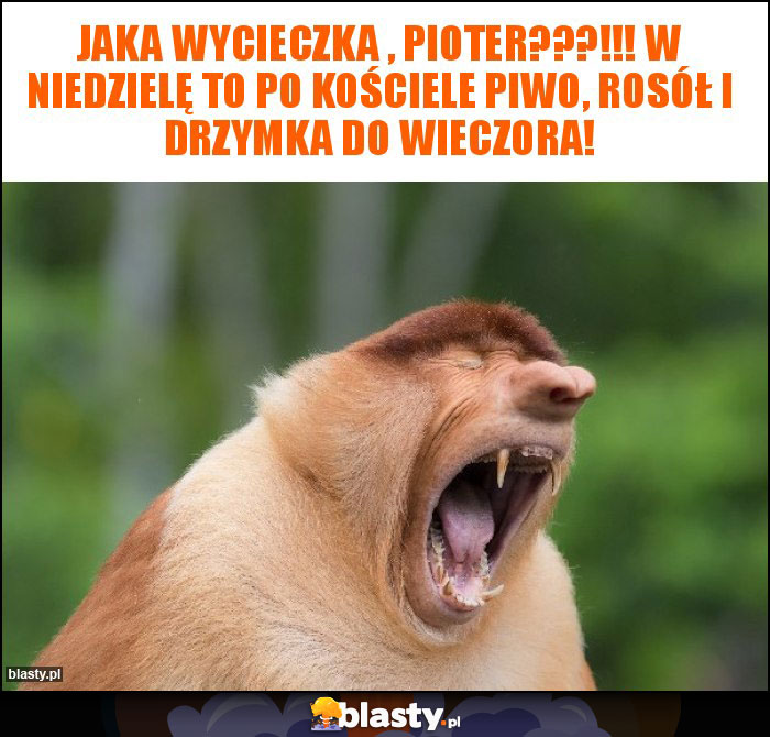 Jaka wycieczka , Pioter???!!! W niedzielę to po kościele piwo, rosół i drzymka do wieczora!