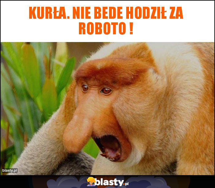 Kurła. Nie bede hodził za roboto !