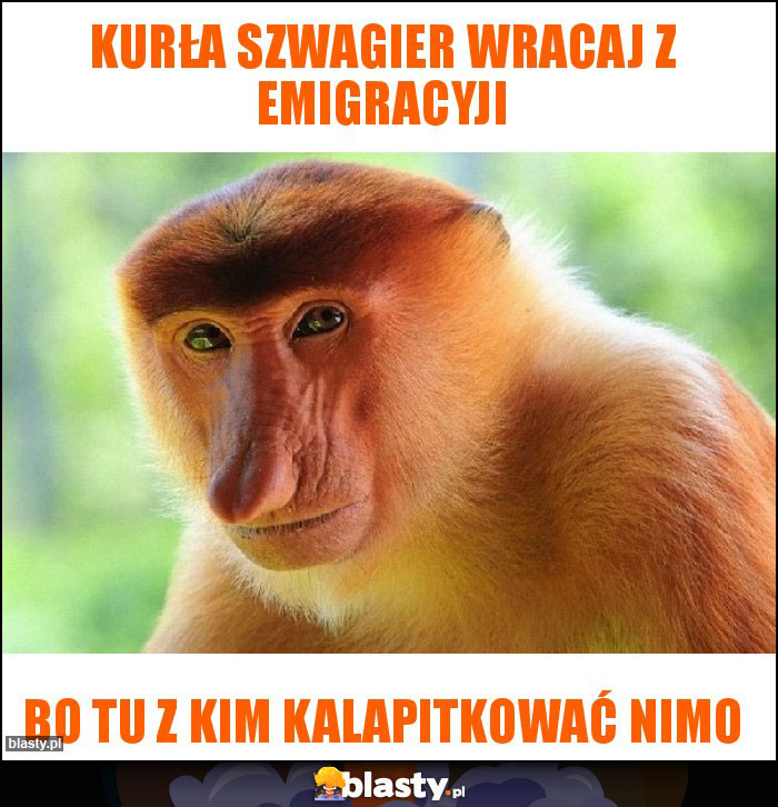 KURŁA SZWAGIER WRACAJ Z EMIGRACYJI