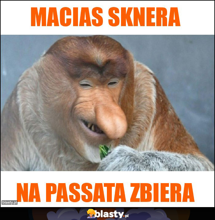 Macias sknera