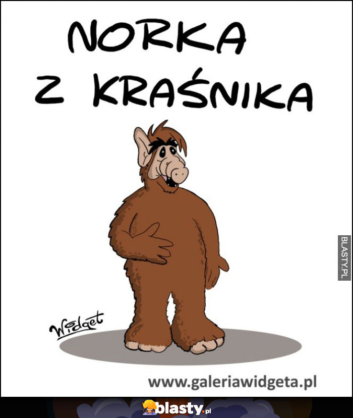 Norka z Kraśnika