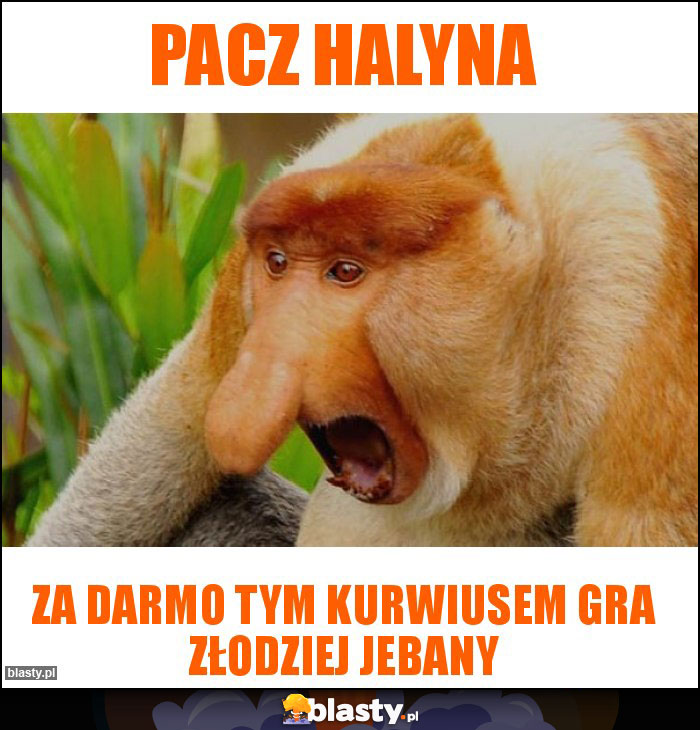 Pacz halyna