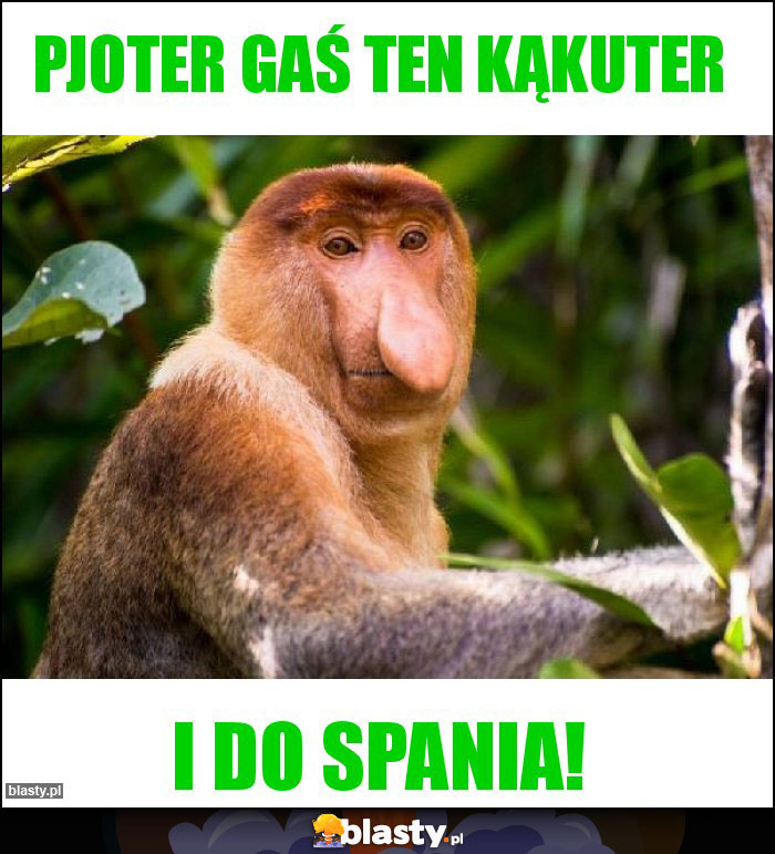 Pjoter gaś ten kąkuter