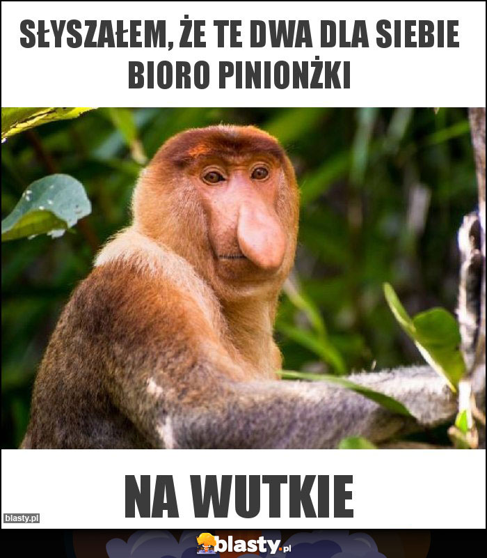 Słyszałem, że te dwa dla siebie bioro pinionżki