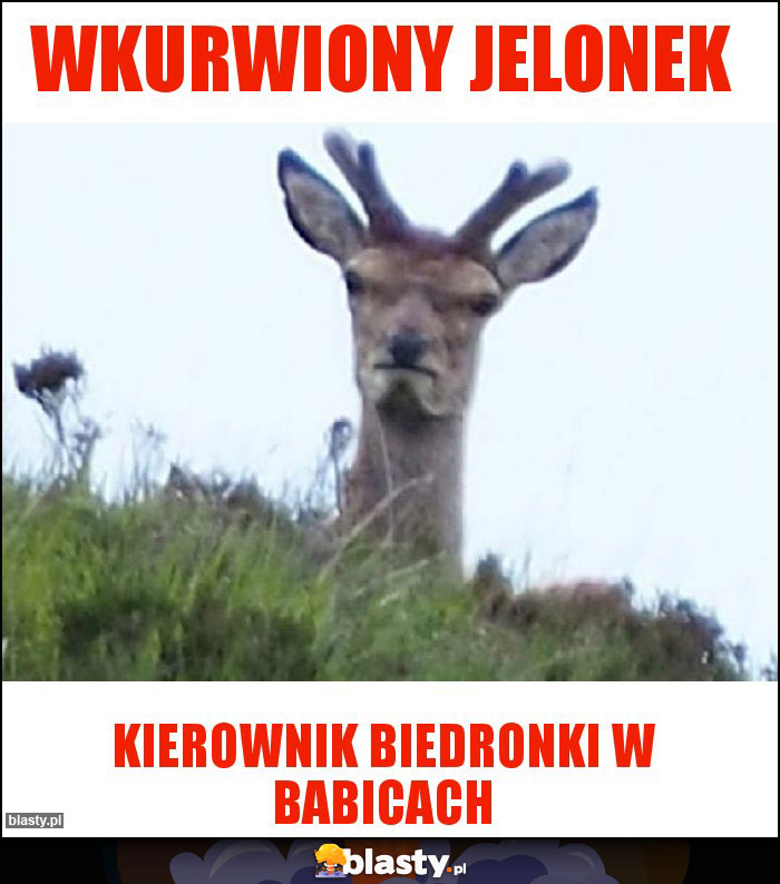 Wkurwiony jelonek