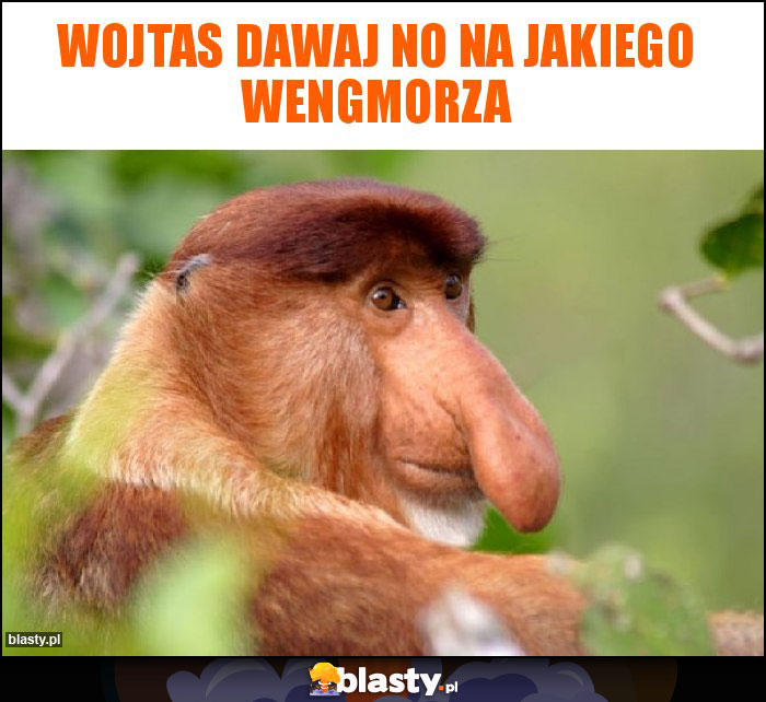 Wojtas dawaj No na jakiego wengmorza