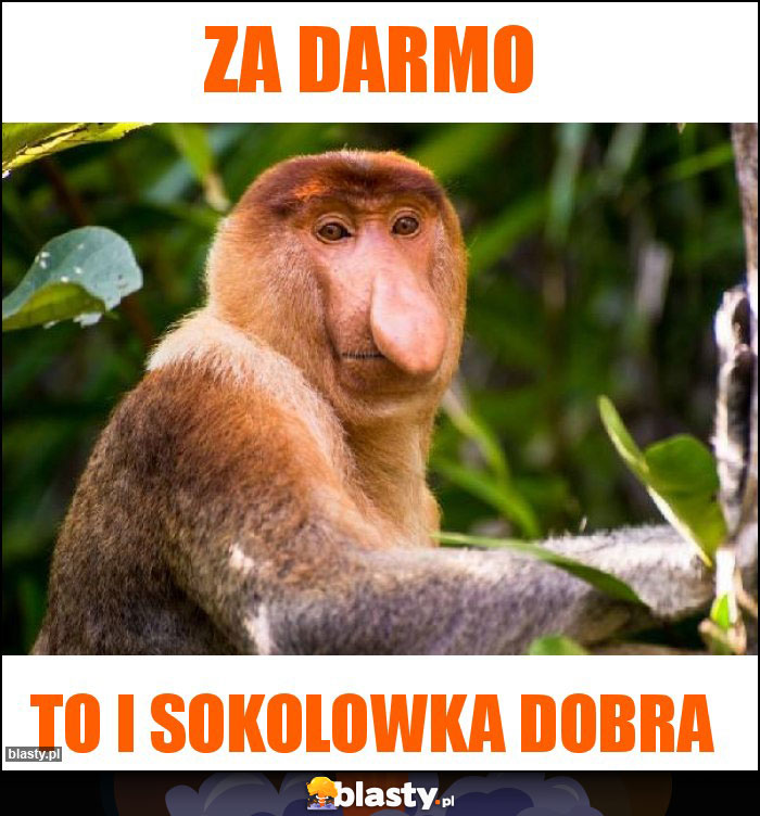 za darmo