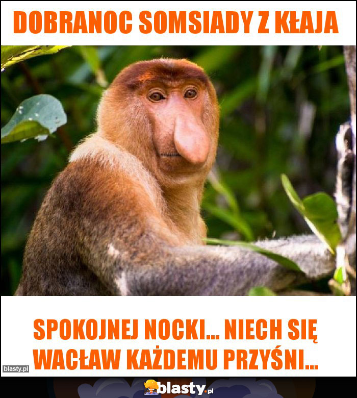 Dobranoc somsiady z Kłaja