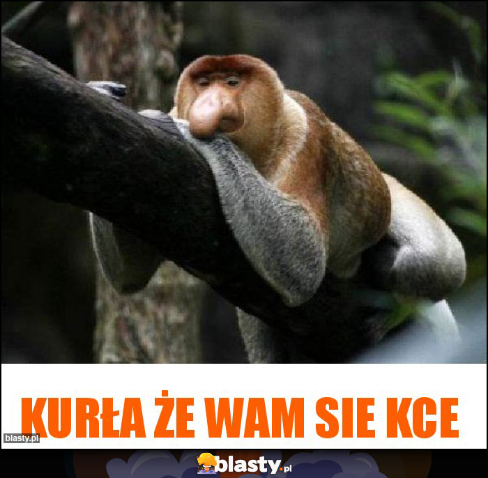 Kurła że wam sie kce