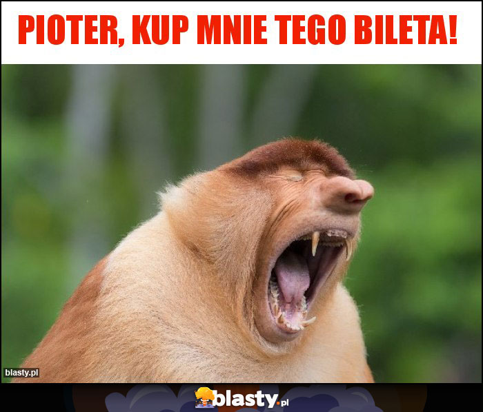 Pioter, kup mnie tego bileta!