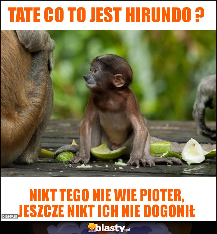 Tate co to jest Hirundo ?