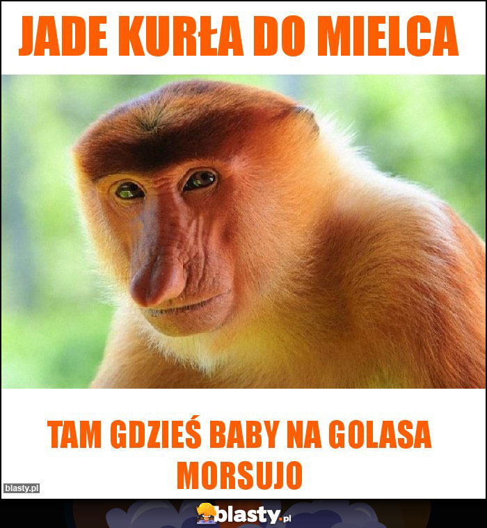 Jade kurła do Mielca