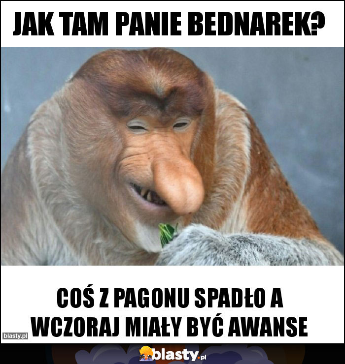 Jak tam Panie Bednarek?