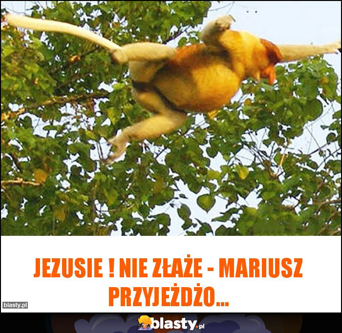 Jezusie ! Nie złaże - Mariusz przyjeżdżo...