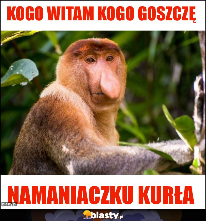 Kogo witam kogo goszczę