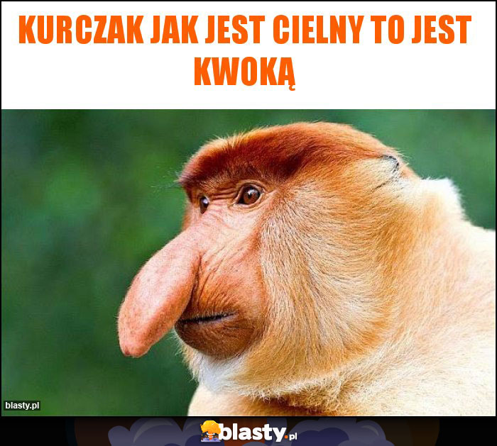 Kurczak jak jest cielny to jest kwoką