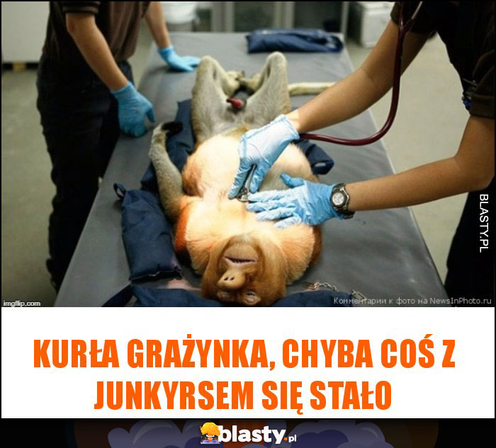 Kurła Grażynka, chyba coś z junkyrsem się stało