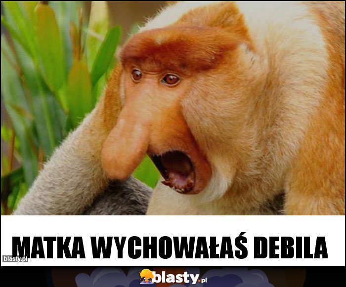 Matka wychowałaś debila